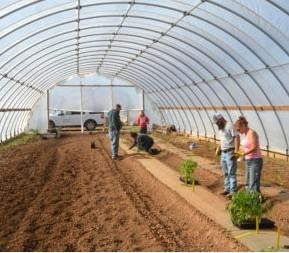 Tomato Production In AgriLife Research High Tunnels Underway
